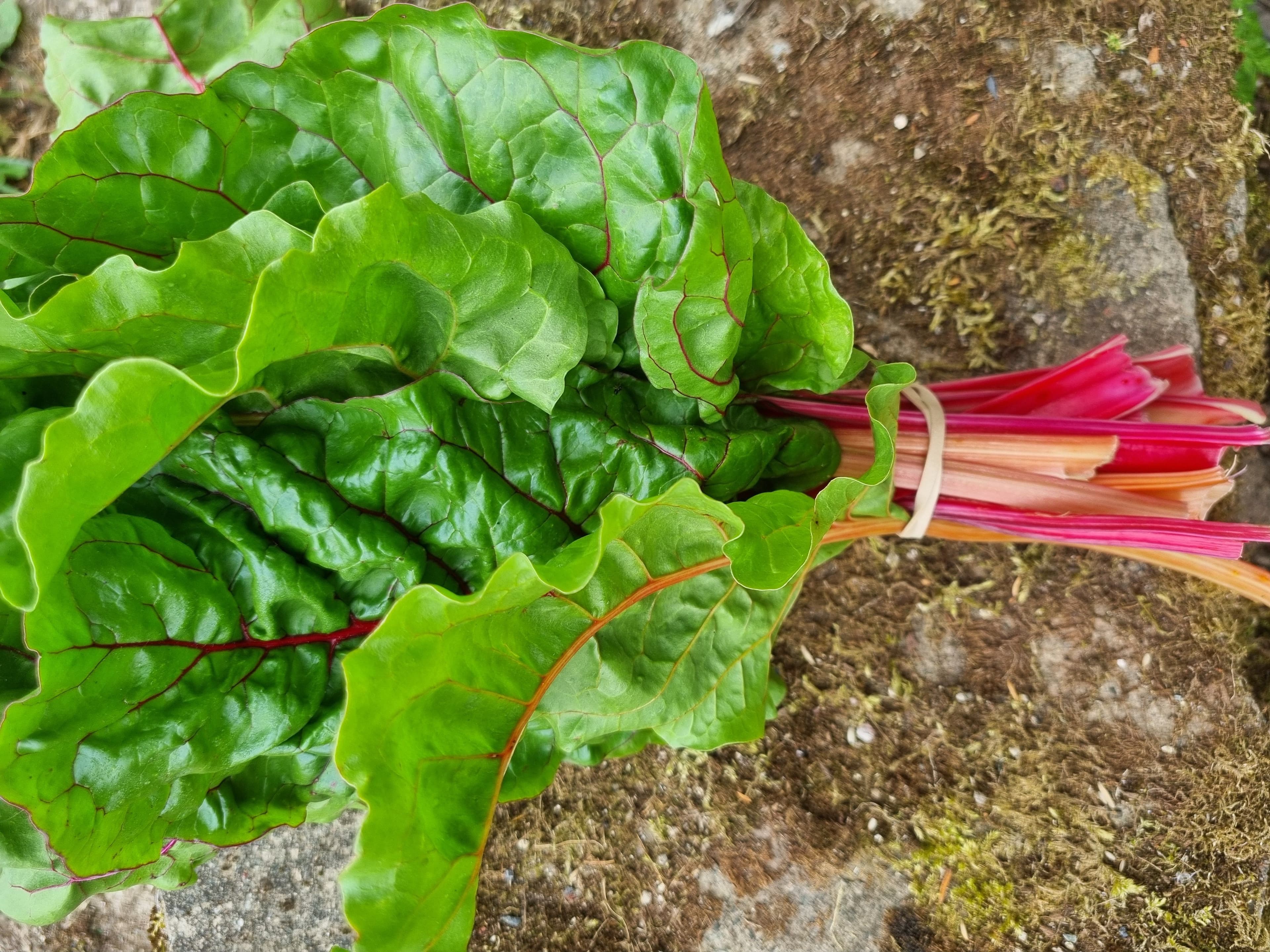 Rainbow Chard