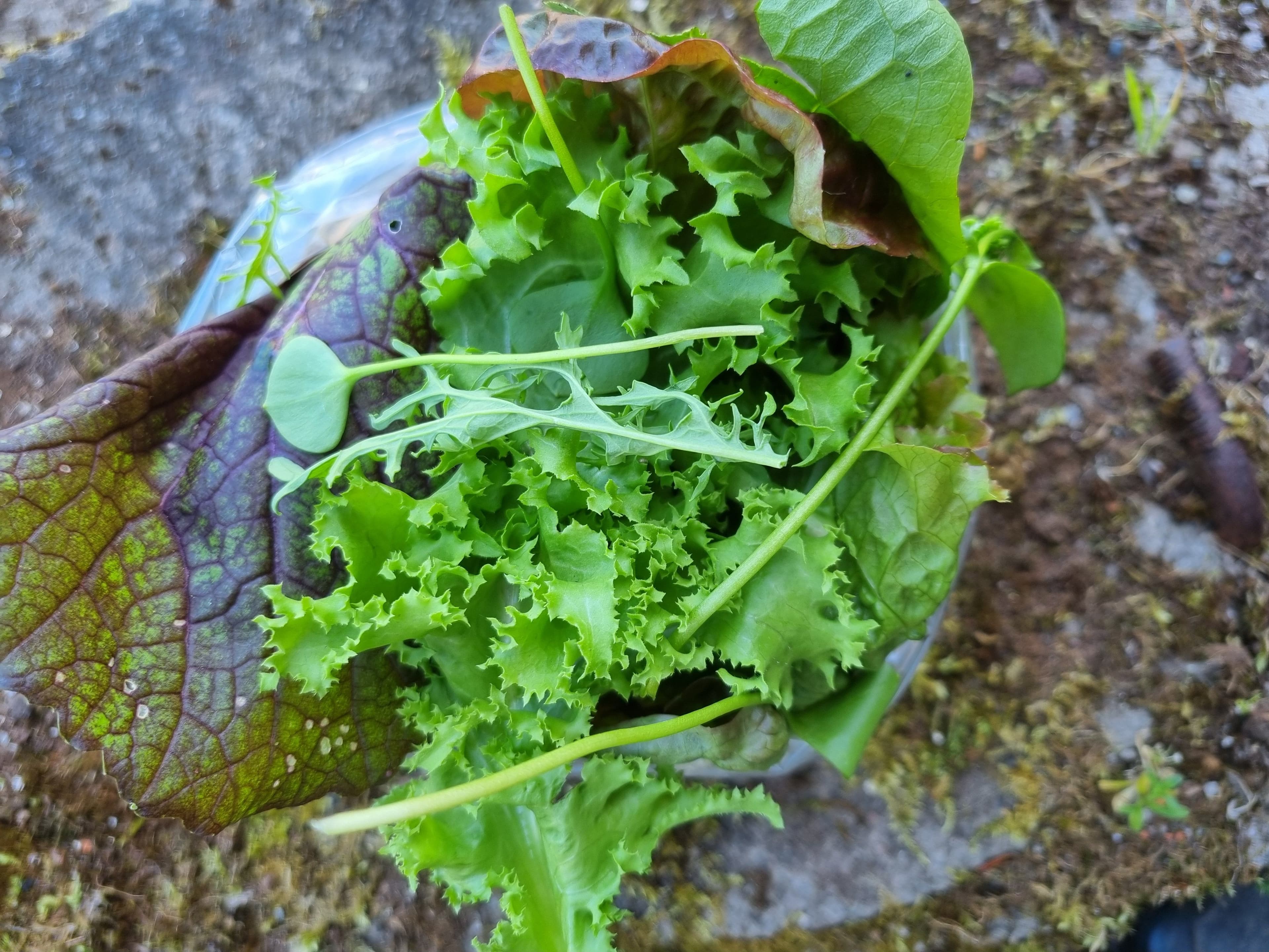 Salad Leaves