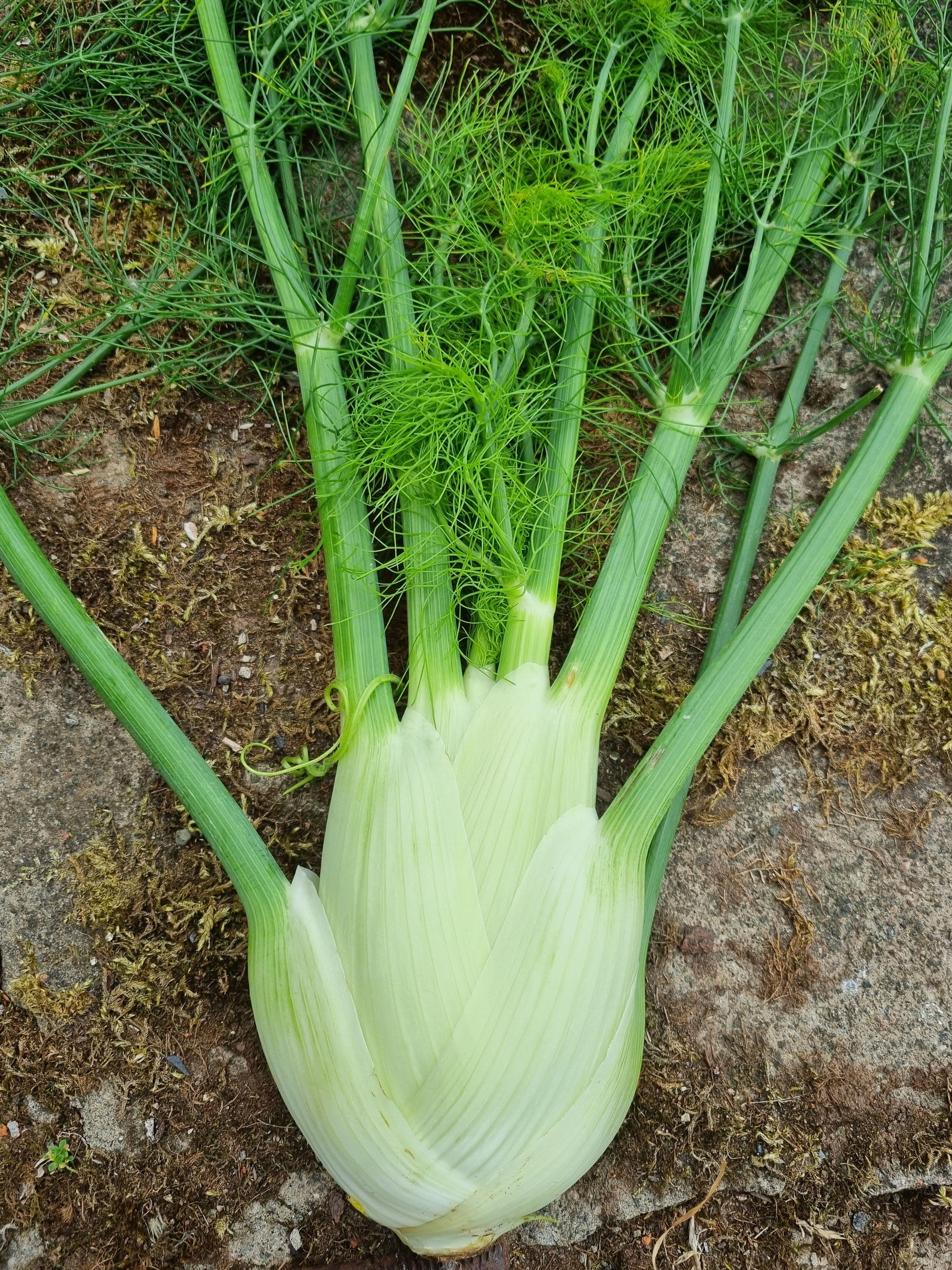 Fennel