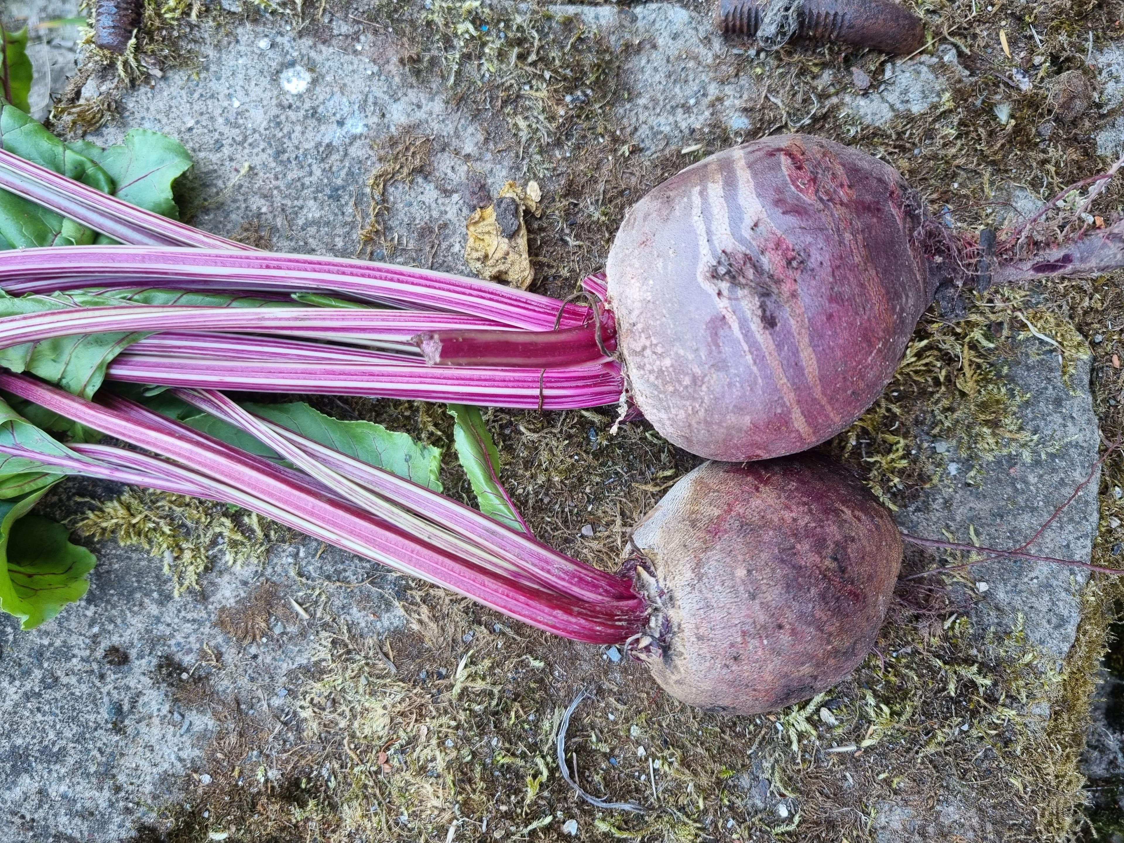 Beetroot - Red