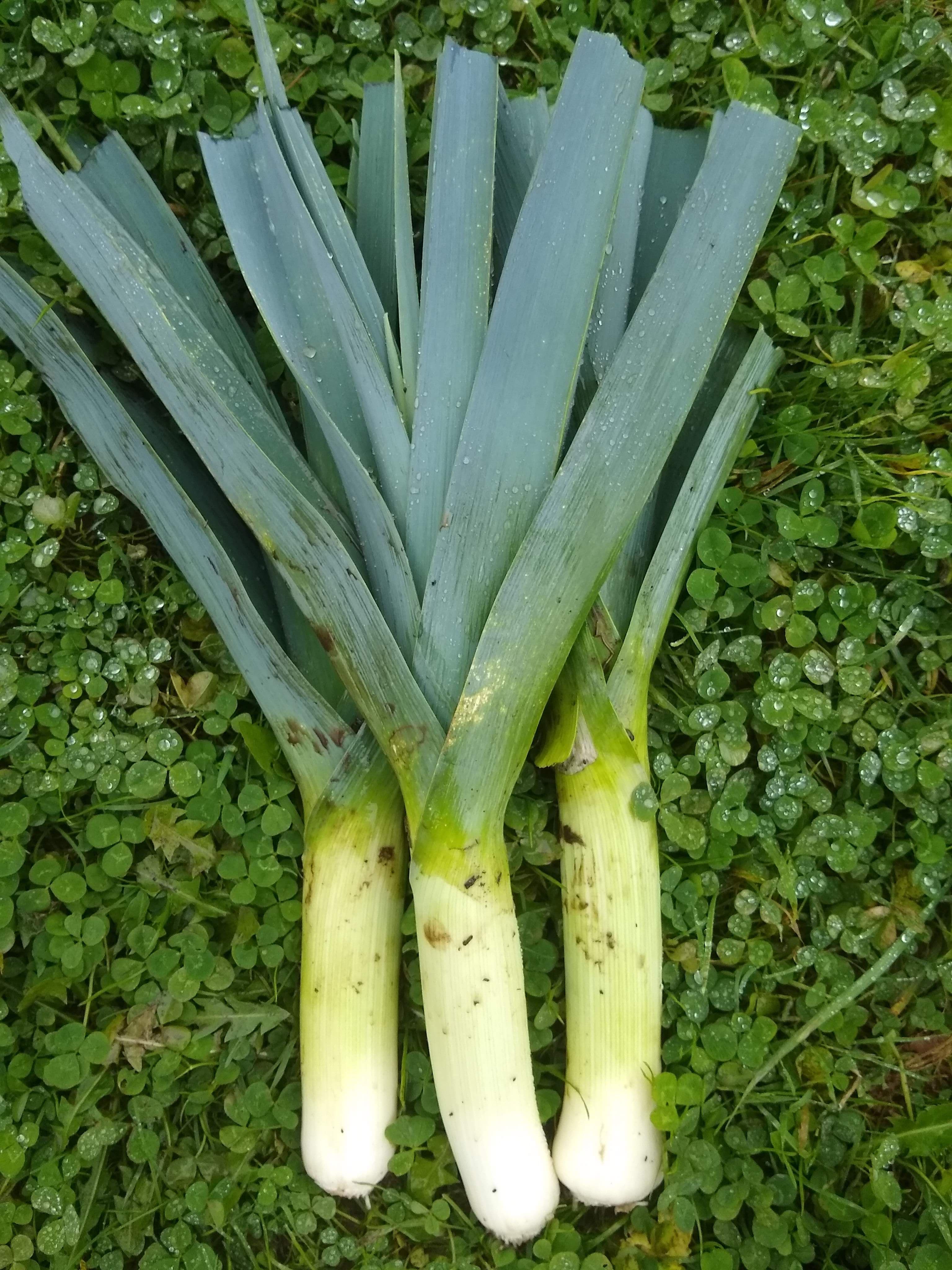 Leeks