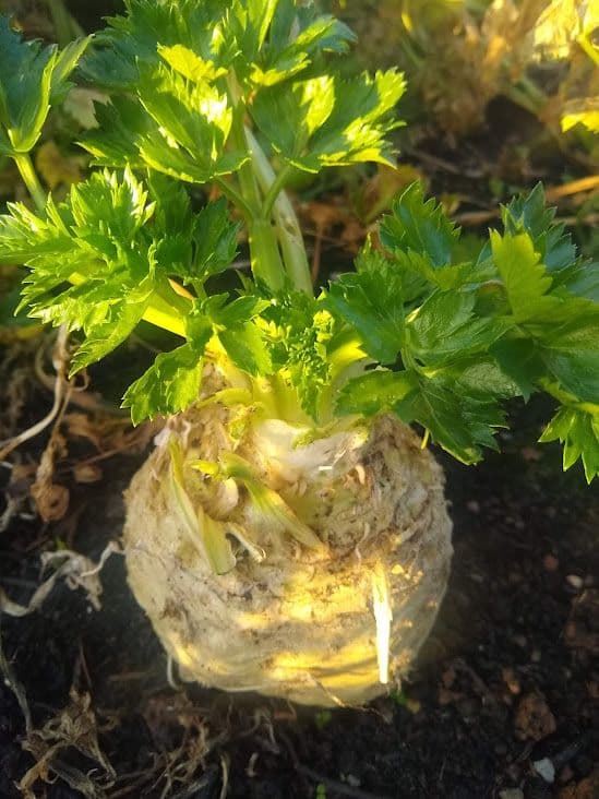 Celeriac