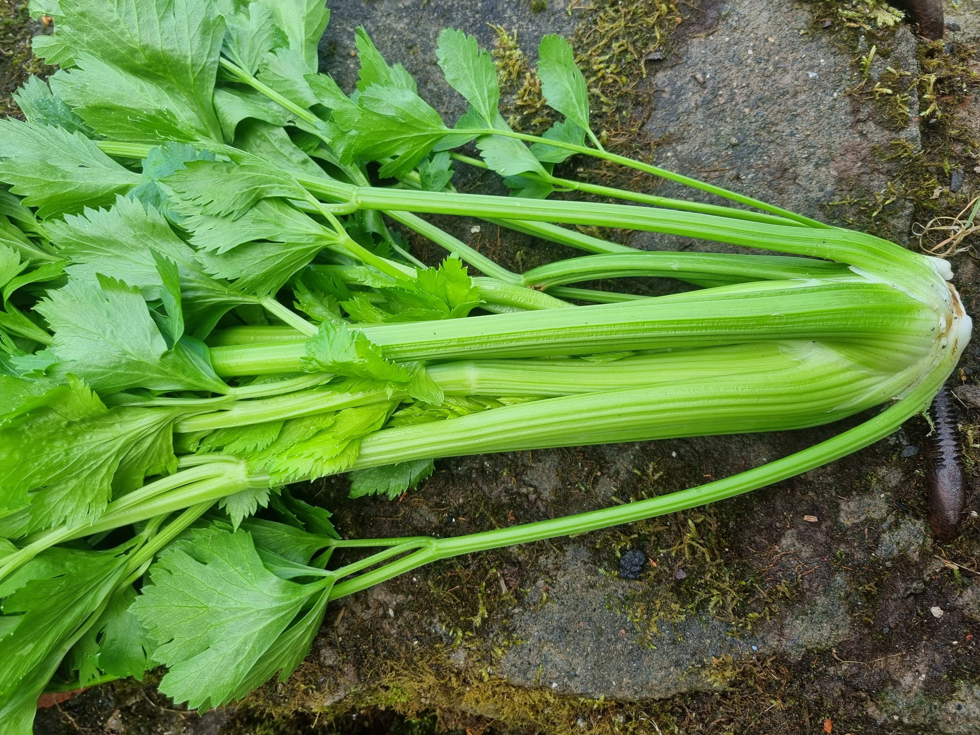 Celery